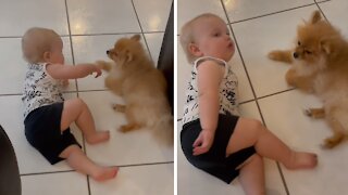 Baby Absolutely Loves His Pomeranian Puppy Best Friend