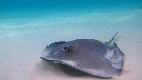 Stingray swims directly at snorkeler