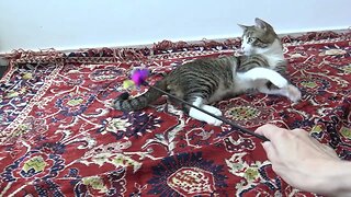 Kitten Rudolph Plays on the Floor