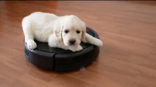 Labrador puppy rides robot vacuum cleaner