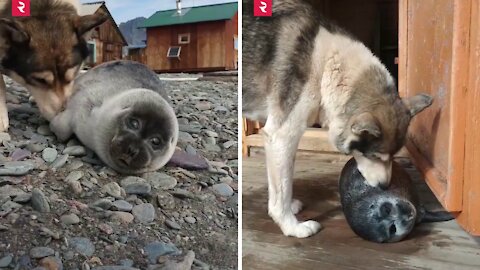 Baby seal found on the shore of Lake Baikal. Local scientists with dog took care of the seal.