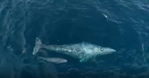 Momento raro: baleia-cinzenta e cria são filmados na Califórnia