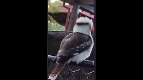 Man Falling Love with Lovely Bird @Sydney, Australia