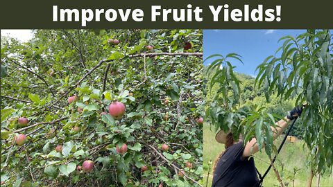 Caring For Fruit Trees: Increase Fruit Yields & Encourage Good Fungus