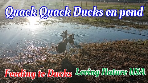 Ducks Quacking|Sun🌞 Setting|Feeding and Eating Ducks|Ducks for Kids searching #Ducks #shorts #Viral