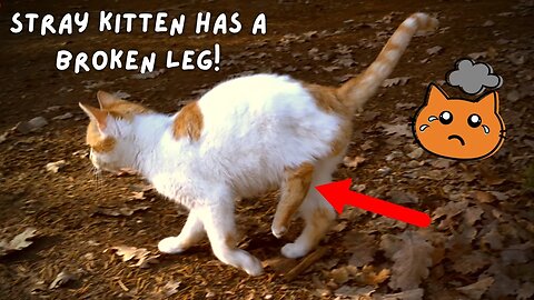 Stray Kitten With a Broken Leg Needs Help! 😿 HAPPY ENDING!