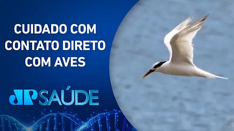 Gripe aviária: Qual o tamanho da ameaça para saúde pública no momento? | JP SAÚDE