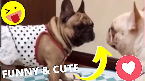 Funny and Cute Pet's Life #030