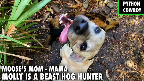 Moose's Mom Mama Molly Is A Boar Hog Catching Machine