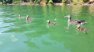 Ducks on Lake Watauga