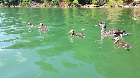 Ducks on Lake Watauga