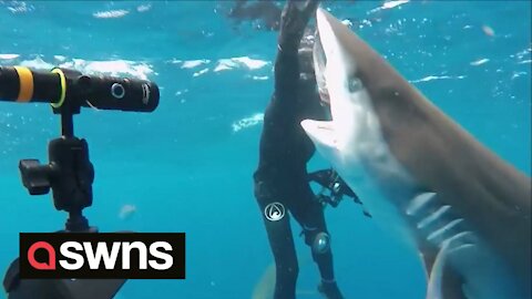 Divers have close encounter with a school of lemon sharks