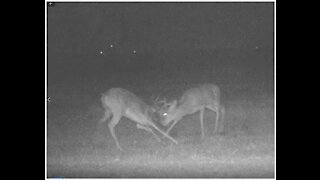 Young Deer Feeling Their Oats!