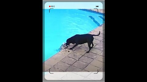 Super hero dog saves puppy from drowning