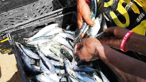 SOUTH AFRICA - Durban - Frenzy of sardine netting off Durban uShaka beach (Video) (AeF)