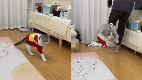 Watch this beautiful cat imitate a lame man