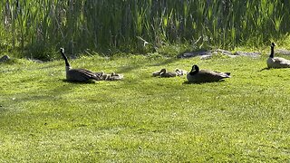 Family of Canada Geese resting