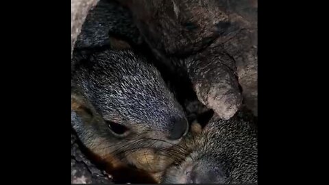 🐿 Watch Three Baby Squirrels in Nest! ❤