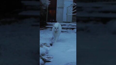 Stunning Beautiful Snow Cat #catshorts #catvideos #cat #whitecat #snowcat