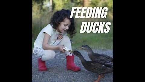 Feeding Wild Ducks In Park | Feeding Ducks | Kingdom Of Awais