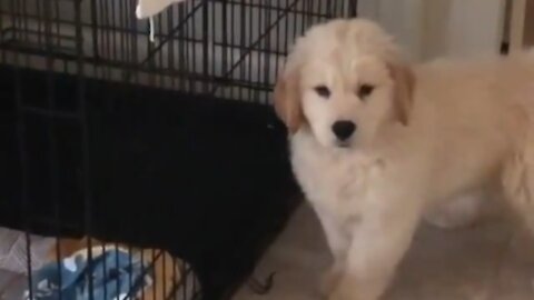 Dog’s reaction after barking for the ‘first time’ makes people giggle.