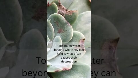 The BEST advice when buying succulent plants