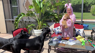 Great Danes & Cat Have Fun Opening Easter Bunny Gifts