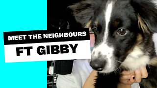 Gibby the diversity hire & meeting the neighbours