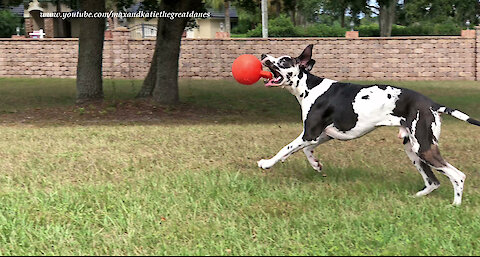 Funny Great Dane Amuses Himself Kicking His Jolly Ball