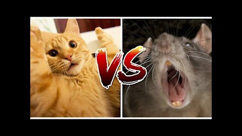 Cut cats Vs angry rats fighting video | funny video | fighting video on animals