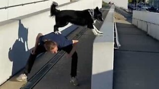 Un chien très agile fait du parkour avec son maître