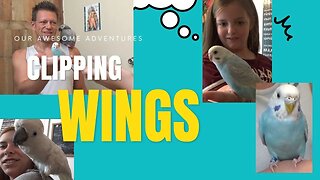 Clipping a Bird's Wings - Teaching my Daughter How to Handle Her Parakeet