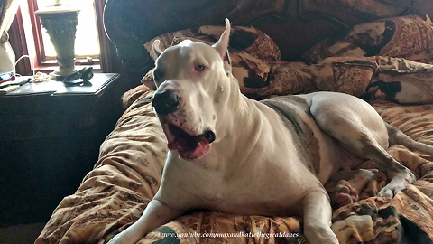 Funny Talkative Squeaky Deaf Great Dane Has Family Well Trained