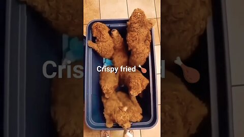 This is not KFC'S crispy fried chicken #shorts #viral #trending #doglover #cute #dog