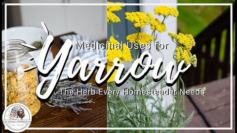 Medicinal Uses for Yarrow—The ULTIMATE Homestead Herb