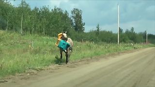 Funny Horse Runs With A Toy Car On His Neck