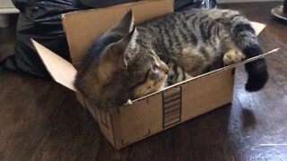 LIVE CAT SHIPPED FROM AMAZON.COM?!?