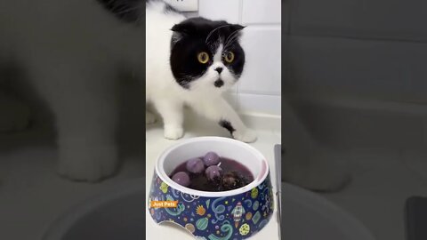 Cat funny reaction to food #cat #cute #funnyanimals #funnyvideos #tiktok #viral