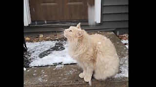 Cat gives up on catching snow