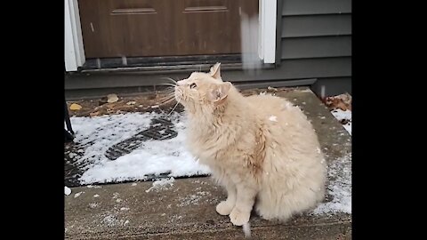 Cat gives up on catching snow