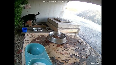 2 dogs loose and licking bowls