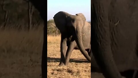 Elephant Playing With Bones | #shorts #MadeInMzansi