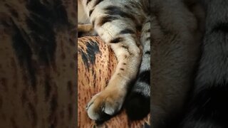 Sleepy bengal cat
