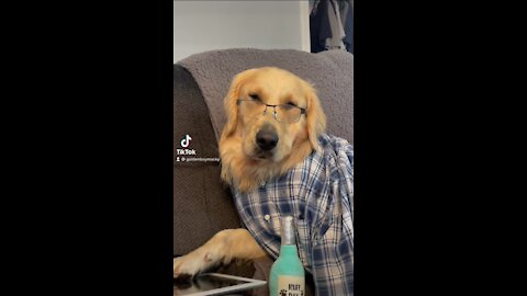 Hard-working Golden Retriever