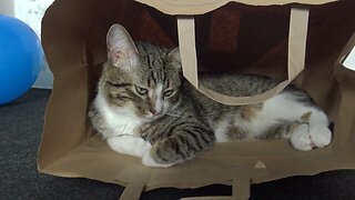 Quiet Cat Meditates in a Paper Bag