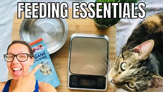 Feeding essentials for cats