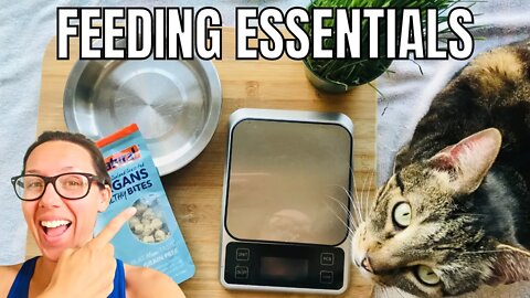 Feeding essentials for cats