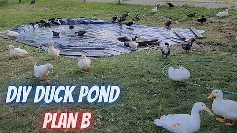 How to make a small Duck Pond - Plan B