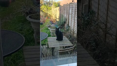 Bedford's playmate waits patiently outside...