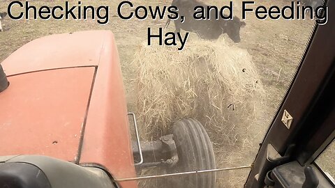 Checking Cows, and Feeding Hay